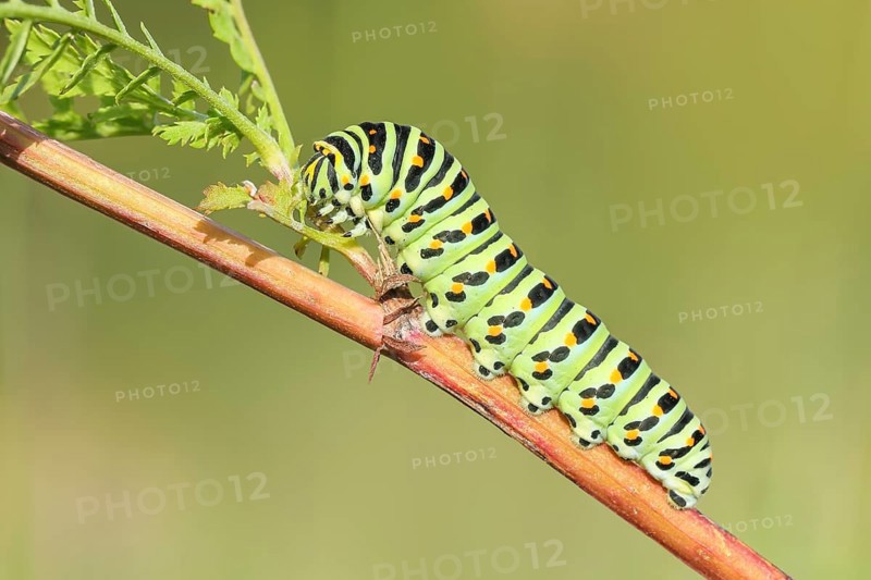 Swallowtail caterpillar (Papilio machaon), caterpillar sitting on Wild carrot (Daucus carota), Trupbacher Heide nature reserve with heathland and nutrient-poor grassland, Siegerland, North Rhine-Westphalia, Germany