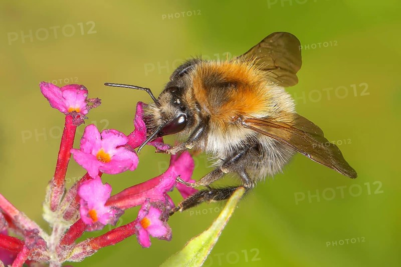 Field bumblebee (Bombus pascuorum), sucking nectar on summer lilac (Buddleja davidii), butterfly bush, in a natural environment in the wild, wildlife, nature photo, insects, bumblebees, Siegerland, North Rhine-Westphalia, Germany