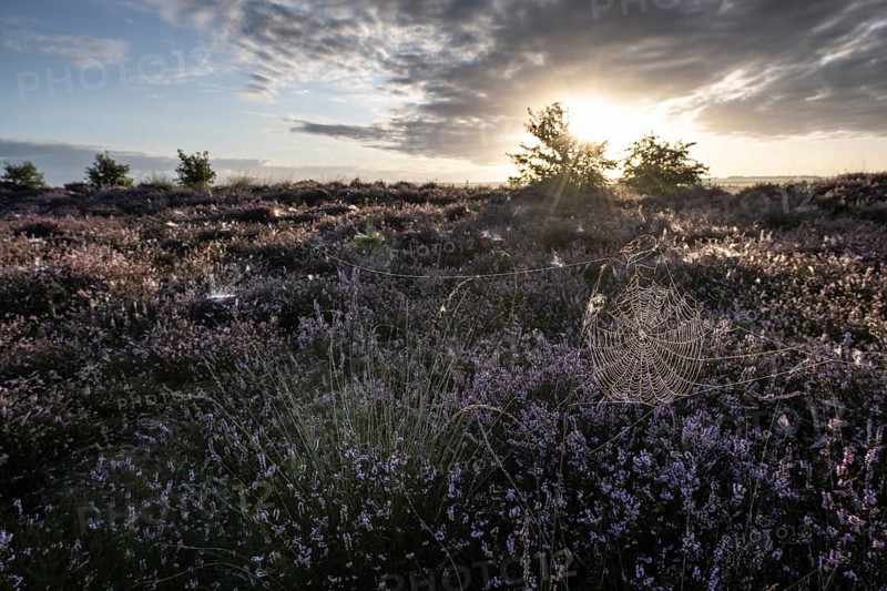 Spider's web in heathland at sunrise, Emsland, Lower Saxony, Germany
