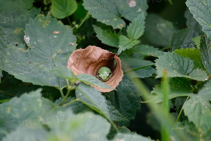 Tree frog, August, Saxony, Germany
