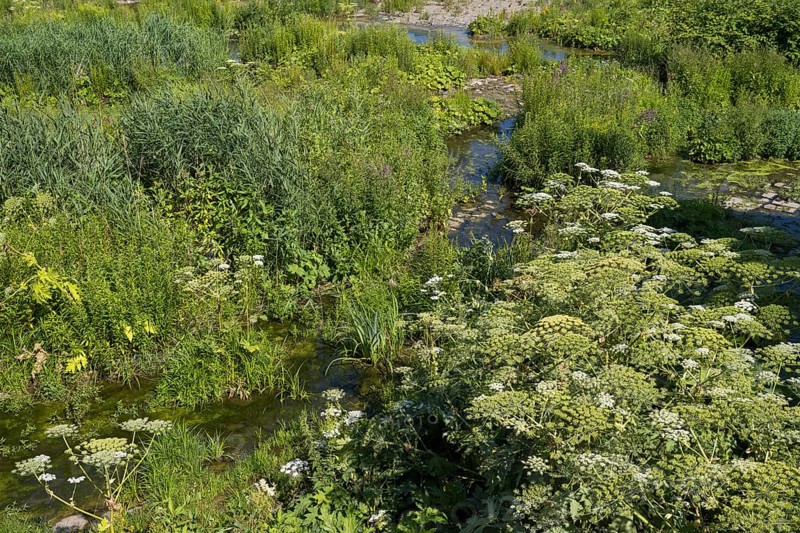 Saarn-Mendener Ruhraue, nature reserve, Mülheim an der Ruhr, Rurgebiet, North Rhine-Westphalia, Germany