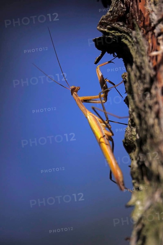 Praying mantis, August, Saxony, Germany