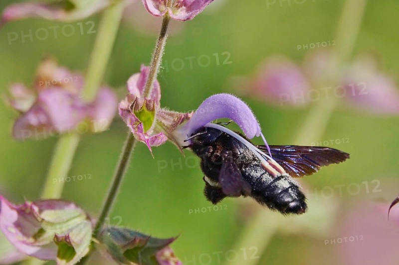 Wood bee, July, Germany