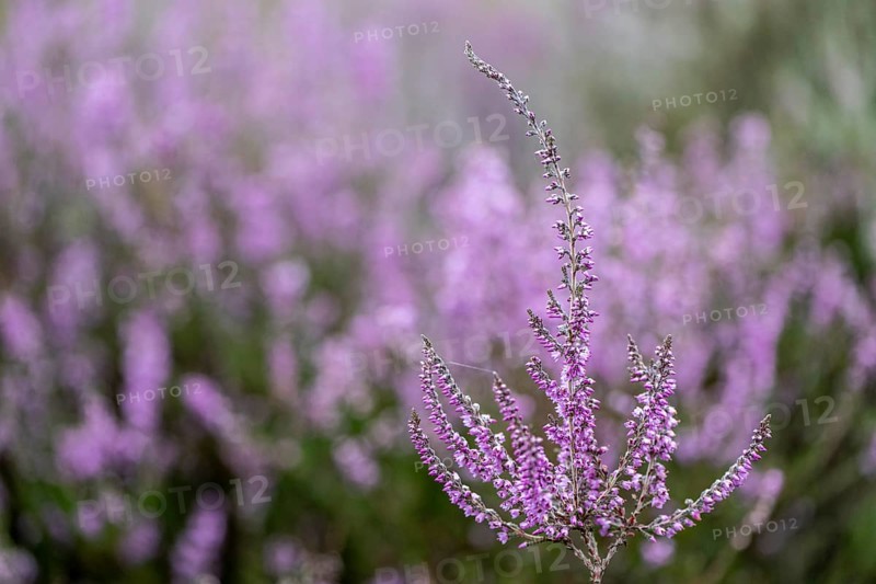 Heather (Calluna vulgaris), Emsland, Lower Saxony, Germany