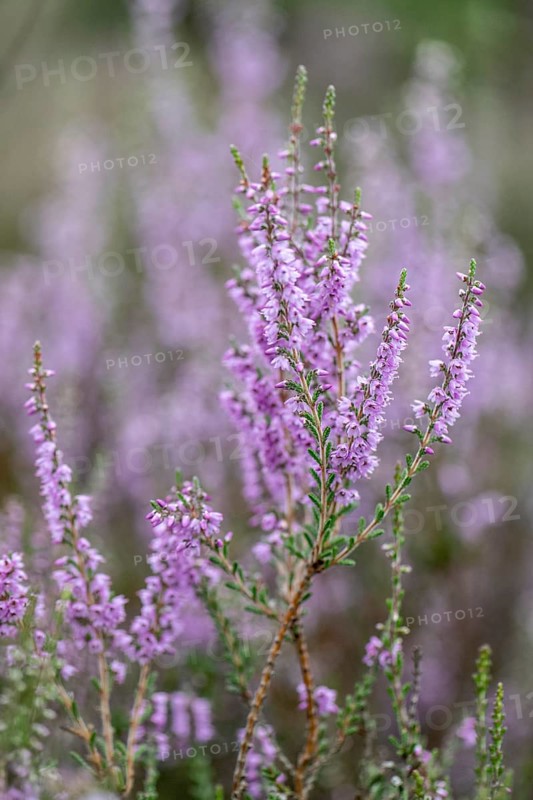 Heather (Calluna vulgaris), Emsland, Lower Saxony, Germany