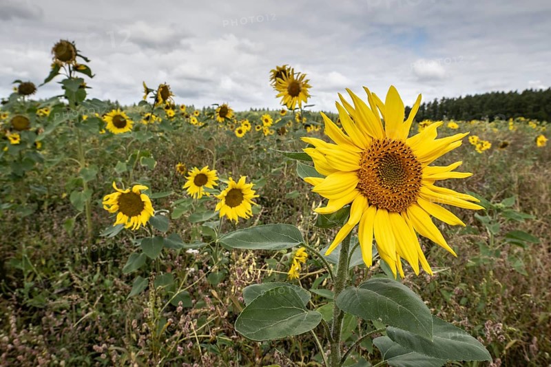Sunflowers (Helianthus annuus), Emsland, Lower Saxony, Germany
