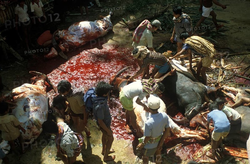 Death ceremony, ceremonial slaughter of water buffaloes, Torajaland, Sulawesi, Indonesia