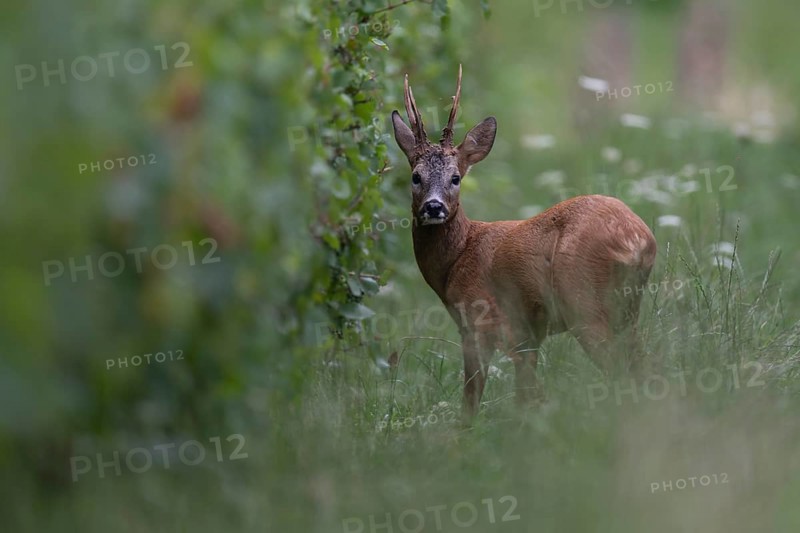 Roebuck in the rut, Biburg leaf time, Eifel Rhineland-Palatinate, Germany