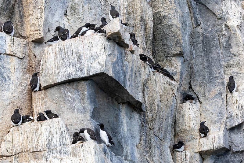 Thick-billed guillemot (Uria lomvia) on breeding rocks, alcids (Alcidae), Alkefjellet, Spitsbergen, Svalbard