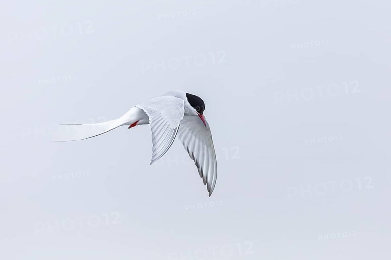 Arctic Arctic Tern (Sterna paradisaea) in a shaking flight to catch fish, Terns (Sterninae), Muchinsonfjord, Spitsbergen, Svalbard