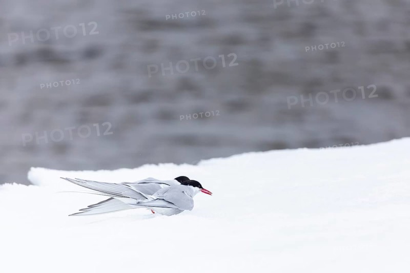 Arctic Arctic Tern (Sterna paradisaea), pair feeding, bridal gift, snow, Terns (Sterninae), Muchinsonfjord, Spitsbergen, Svalbard