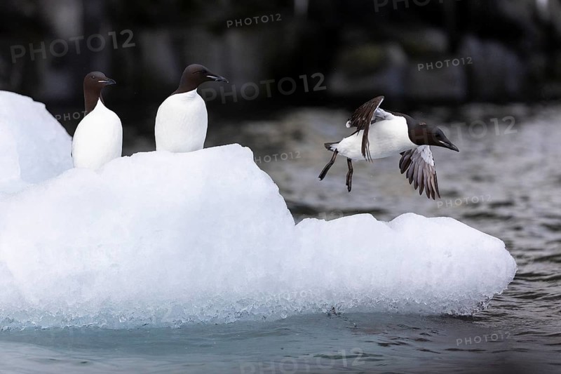Thick-billed guillemot (Uria lomvia) on an ice floe, alcids (Alcidae), Alkefjellet, Spitsbergen, Svalbard