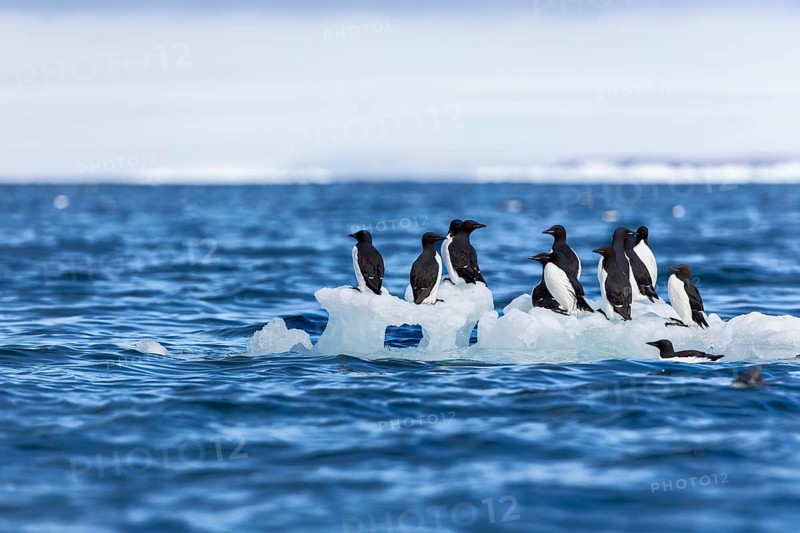 Thick-billed guillemot (Uria lomvia) on an ice floe, sea, water, alcids (Alcidae), Alkefjellet, Spitsbergen, Svalbard