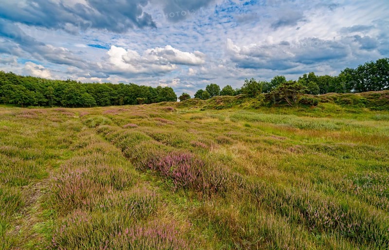 Ripple-crowned dune area in the Schleswig-Holstein municipality of Jörl. The nature reserve Düne am Rimmelsberg is an FFH area, overgrown with heather and juniper. Rimmelsberg, Jörl, Schleswig-Holstein, Germany