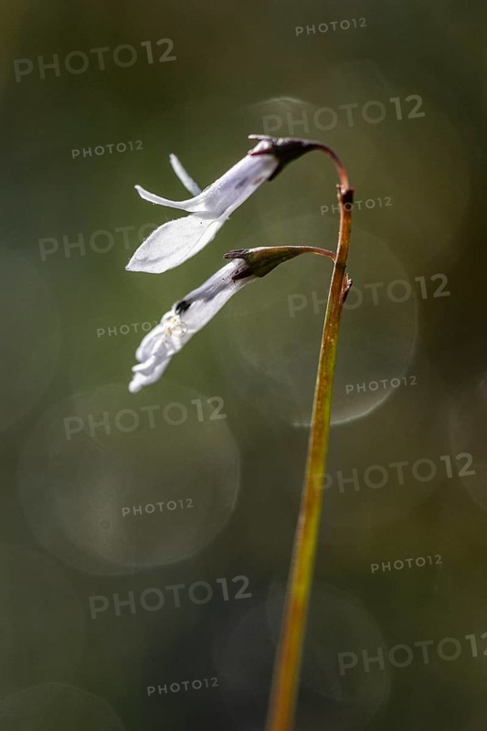 Water lobelia (Lobelia dortmanna), Emsland, Lower Saxony, Germany