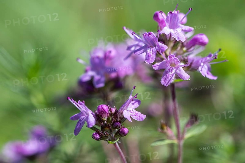 Sand thyme (Thymus serpyllum), Emsland, Lower Saxony, Germany