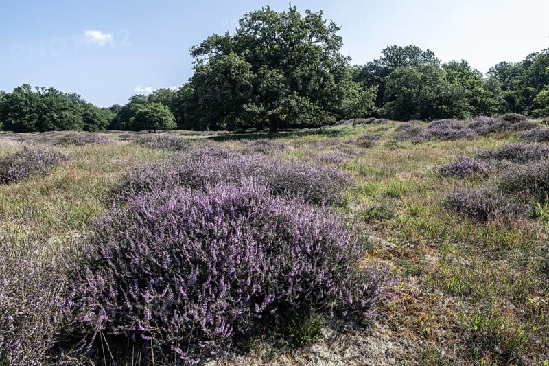 Flowering heather (Calluna vulgaris) in the Hutewald, Emsland, Lower Saxony, Germany