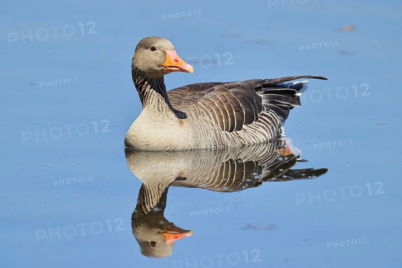 Greylag goose (Anser anser) swimming on the water, Chiemsee, Bavaria, Germany