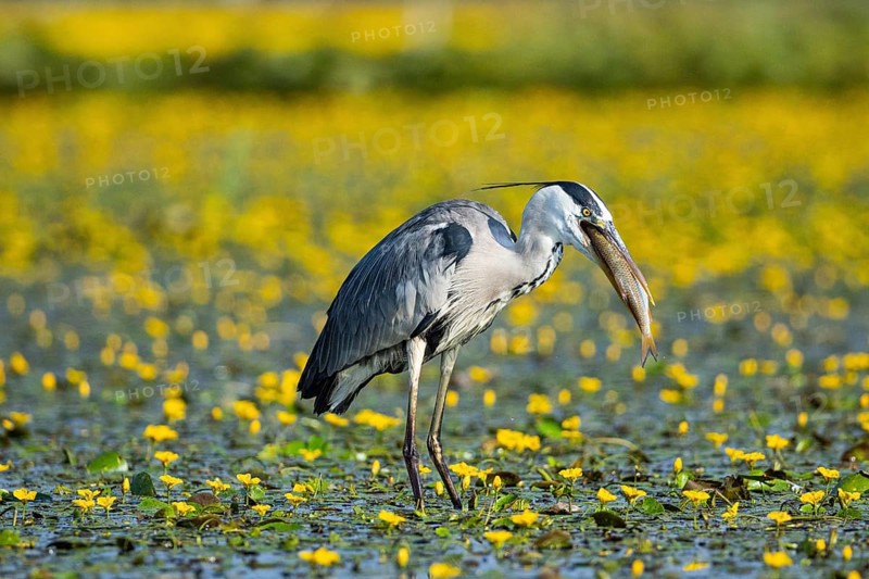 Grey heron (Ardea cinerea) amidst flowering sea pots (Nymphoides peltata) Hungary