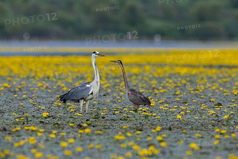 Grey heron (Ardea cinerea) and purple heron (Ardea purpurea) amidst flowering sea pots (Nymphoides peltata) Hungary
