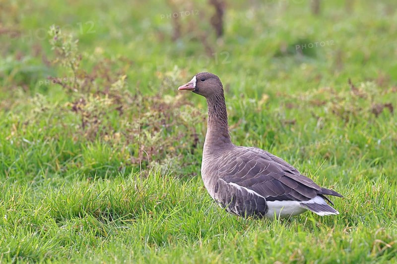 White-fronted goose (Anser albifrons), standing in a meadow in the wintering area, wildlife, Bislicher Insel nature reserve, Xanten, Lower Rhine, North Rhine-Westphalia, Germany