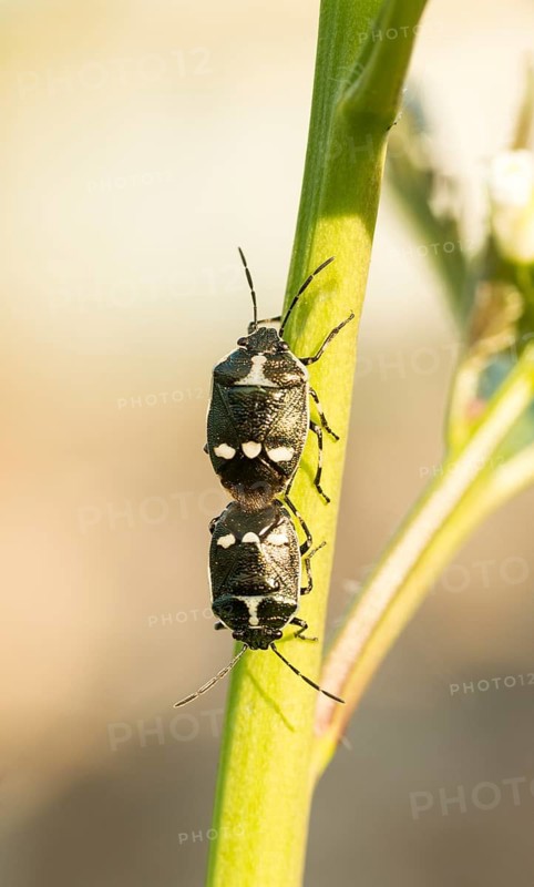 Two cabbage bugs (Eurydema oleracea) on the green stalk of a garlic rocket (Alliaria petiolata, syn.: Alliaria officinalis) during mating, macro photograph, natural, soft, warm light, old gravel pit Häcklingen, Lüneburg Heath, Lower Saxony, Germany