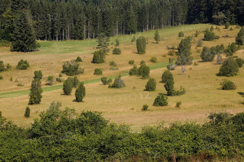 Landscape, nature, trees, meadow, juniper heath, Digelfeld near Hayingen, Swabian Alb, Baden-Württemberg, Germany