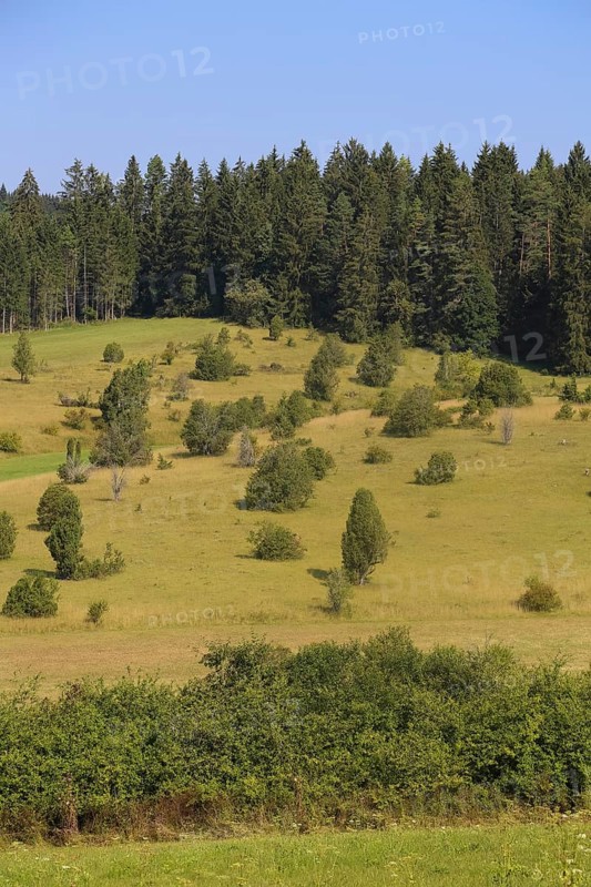 Landscape, nature, trees, meadow, juniper heath, Digelfeld near Hayingen, Swabian Alb, Baden-Württemberg, Germany