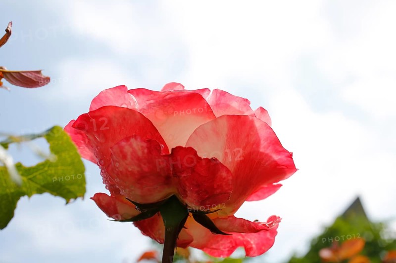 Rose (Rosa), cultivated rose, white and red blossom, leaves, garden, flowers, plants, water drop, raindrop, Reutlingen, Baden-Württemberg, Germany
