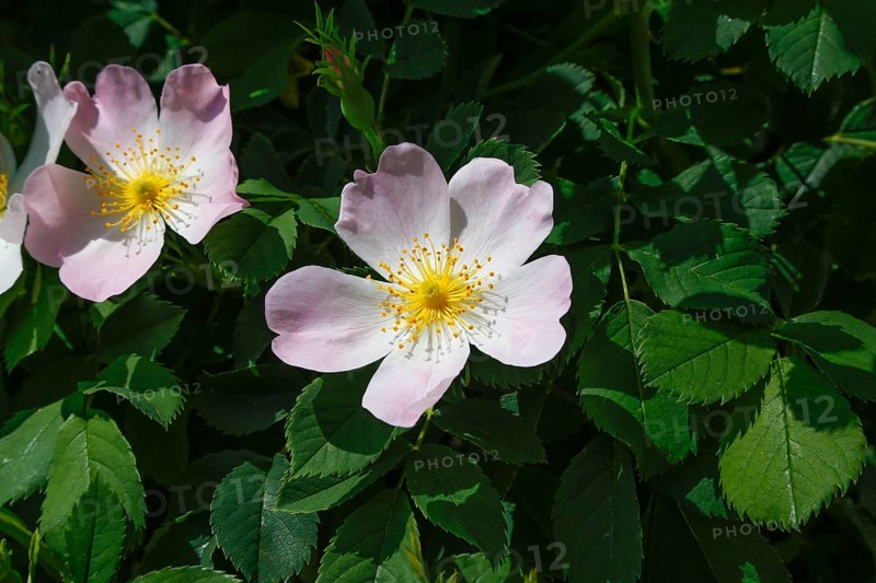 Dog rose (Rosa canina), dog rose, dog rose, heather rose, hag rose, blossoms, green leaves, garden, flowers, plants, spring bloomers, Reutlingen, Baden-Württemberg, Germany