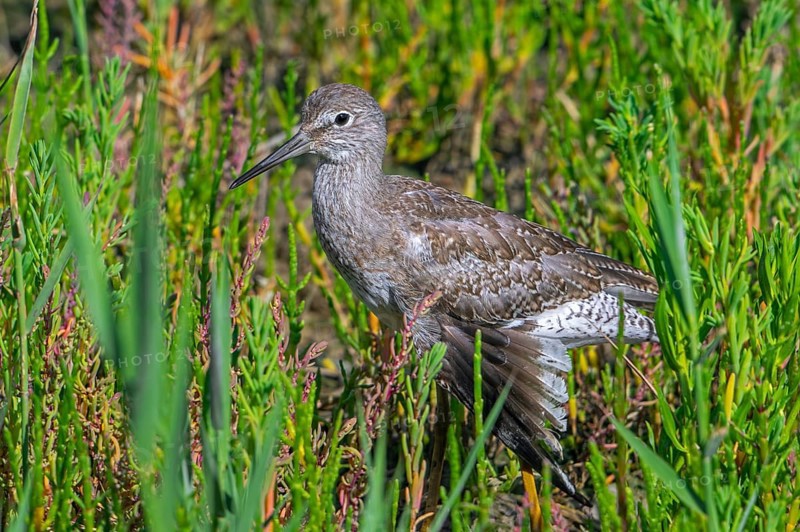 Injured common redshank (Tringa totanus) juvenile with broken wing hiding in glasswort vegetation in coastal saltmarsh, salt marsh in summer