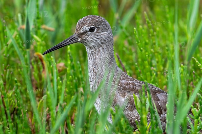Common redshank (Tringa totanus) juvenile hidden in vegetation with glasswort on the shore of coastal saltmarsh, salt marsh along the coast in summer