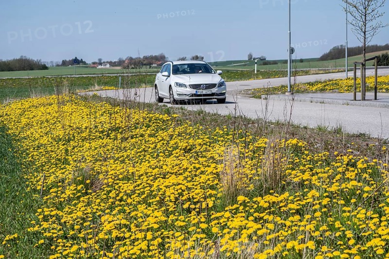 Dandelions in spring on the roadside and car on the road in Ystad, Skåne County, Sweden, Scandinavia