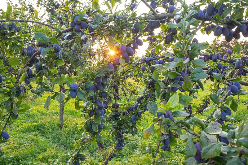 Plum tree in summer with ripe fruit and radiant sun star