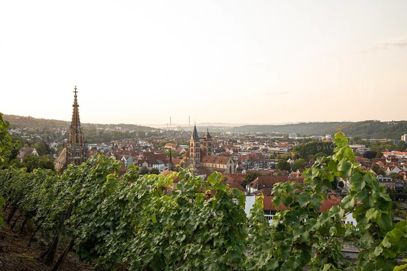 Sunrise over the vineyards of Esslingen am Neckar