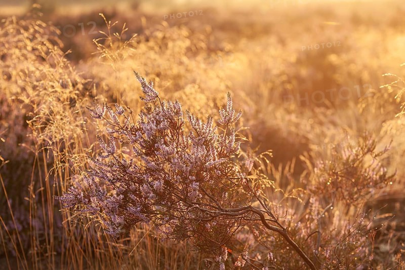 Bell heather (Erica tetralix) in the Lüneburg Heath in the yellow-red morning light at sunrise