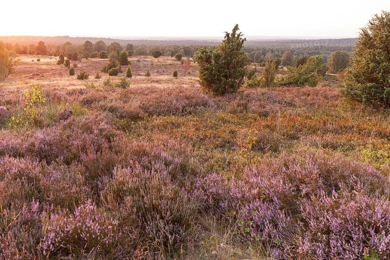 Beautiful sunset over the blooming heath on Wilseder Berg, Lüneburg Heath