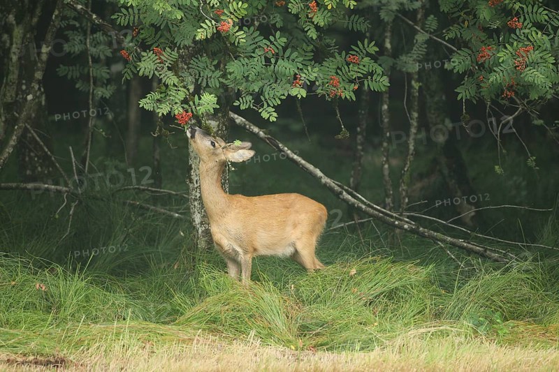 Roe deer (Capreolus capreolus) doe nibbling leaves and red berries of rowan (Sorbus aucuparia) Allgäu, Bavaria, Germany, Allgäu, Bavaria, Germany
