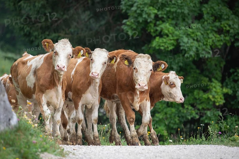 Curious herd of cows on the alpine pasture. Cow march on the hiking trail in the Alps
