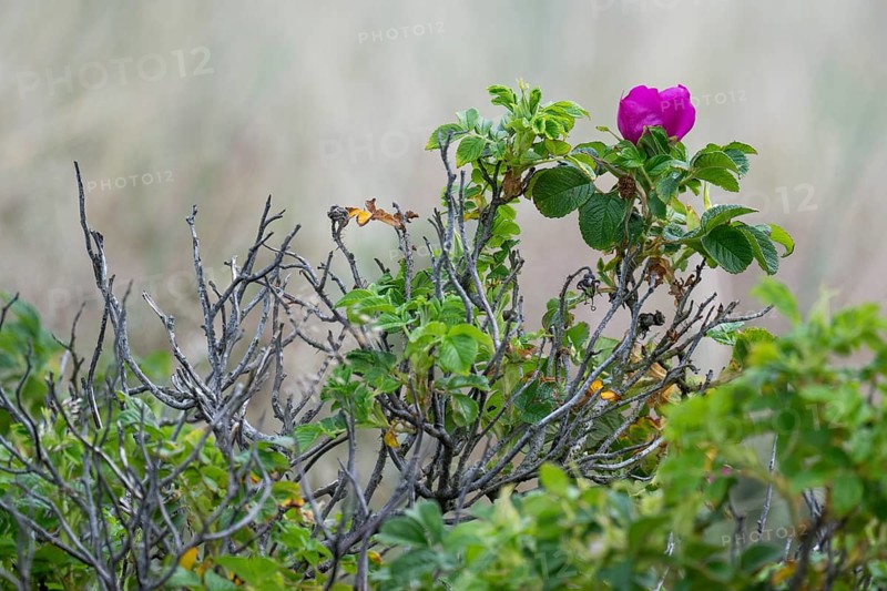 Dog rose (Rosa canina), Ringkøbing Fjord, Denmark