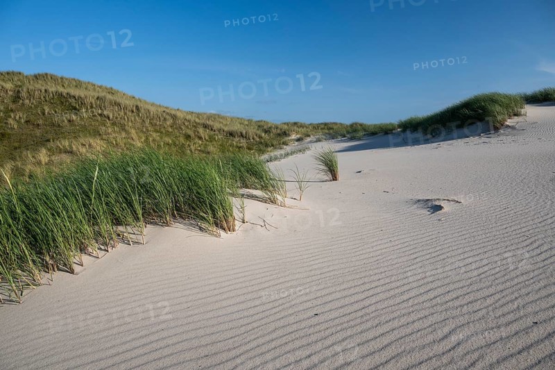 Sandy dune landscape, beach grass, blue sky, Hvide Sande, North Sea, Denmark