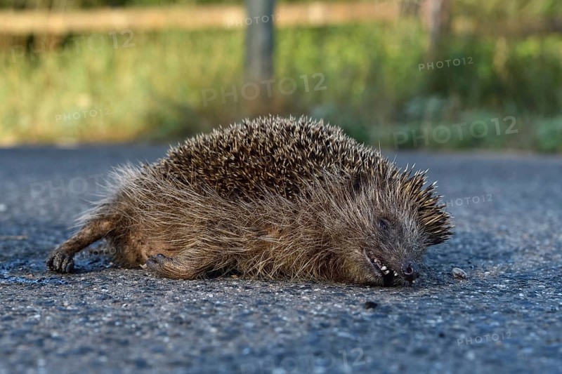 Roadkill... European hedgehog (Erinaceus europaeus), run over hedgehog lying dead on the road, run over by a car, species endangered by road traffic, native nature, Lower Rhine, North Rhine-Westphalia, Rhineland, Germany, Western Europe