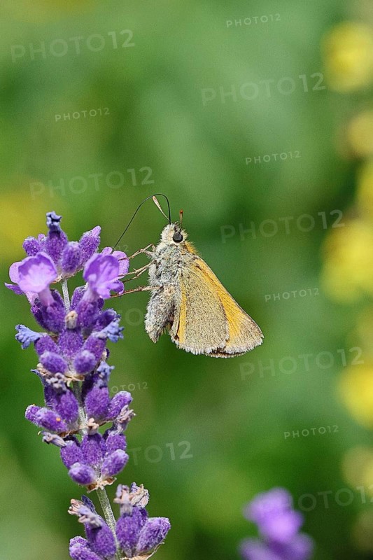 Large skipper (Ochlodes venatus), collecting nectar from a flower of Common lavender (Lavandula angustifolia), nice bokeh in the background, wildlife, insects, butterflies, butterfly, close-up, macro shot, Wilnsdorf, North Rhine-Westphalia, Germany