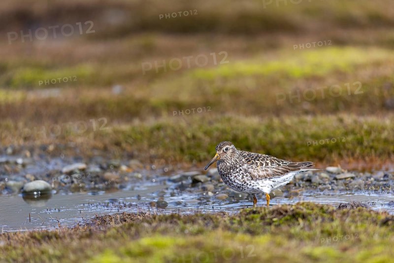 Black-legged stint (Calidris maritima) foraging, Aventdalen, Longyearbyen, Spitsbergen, Svalbard