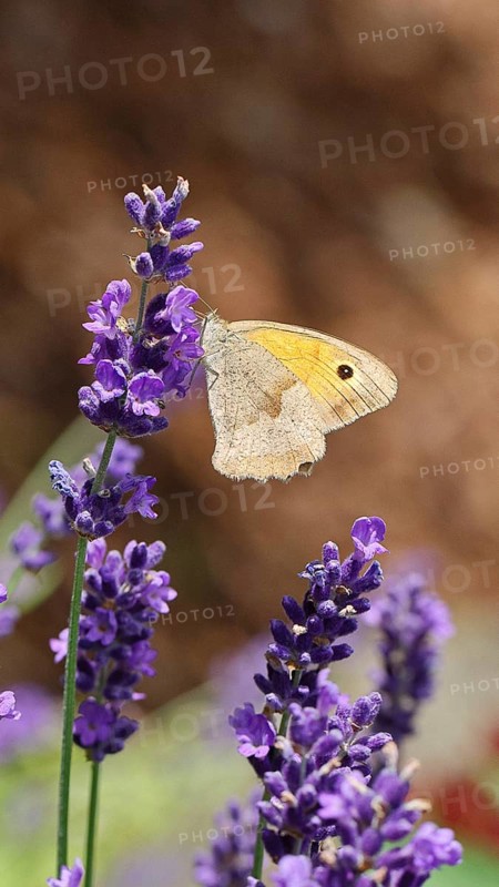 Meadow Brown (Maniola jurtina), on a lavender flower (Lavandula angustifolia), macro photograph, Wilnsdorf, North Rhine-Westphalia, Germany