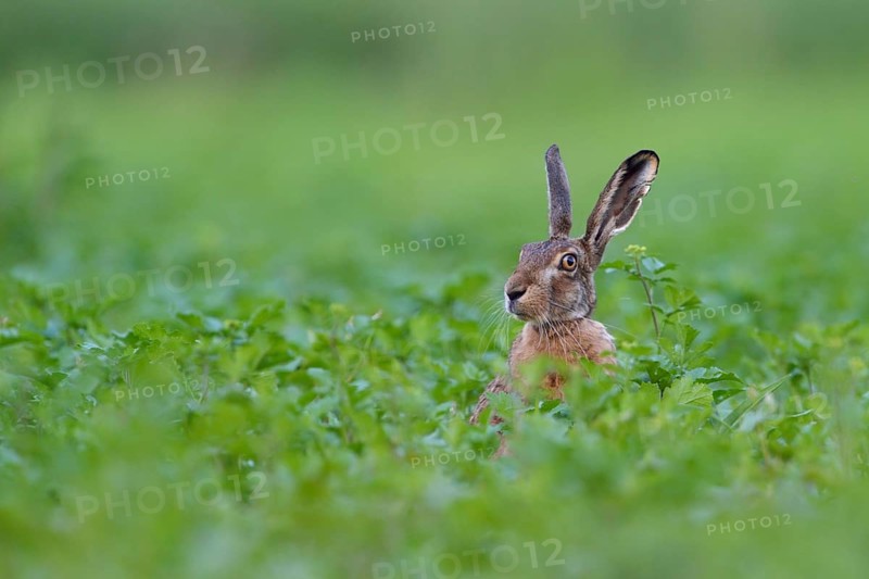 Hello, who is this... European hare (Lepus europaeus), hare sits in a field, on a field, looks around suspiciously, but brightly mischievous, funny animal picture, native nature, Lower Rhine, North Rhine-Westphalia, Rhineland, Germany, Western Europe