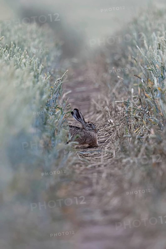 Quite cosy... European hare (Lepus europaeus), hare resting well hidden in a lane in a wheat field, native nature, typical picture, Lower Rhine, North Rhine-Westphalia, Rhineland, Germany, Western Europe