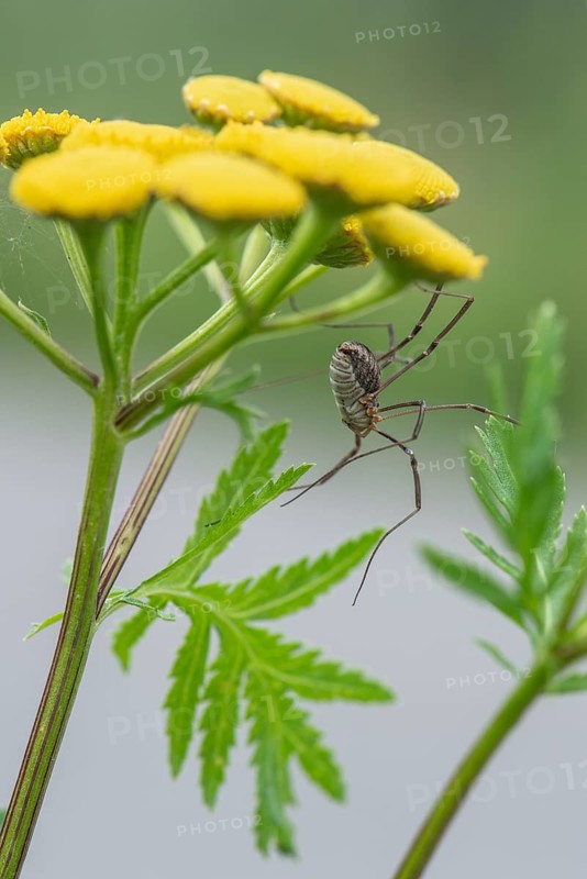 Weaver's garter (Phalangium opinio) on tansy (Tanacetum vulgare), Emsland, Lower Saxony, Germany