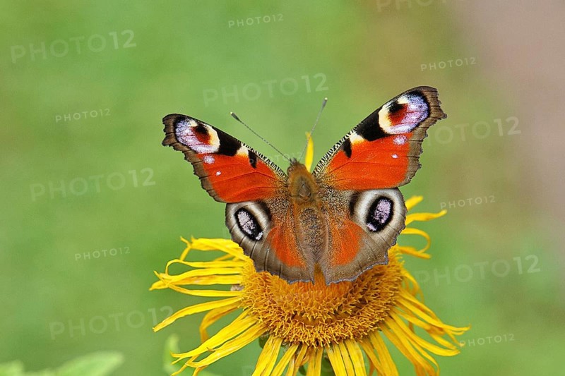 Peacock butterfly (Aglais io), on a yellow flower of a Great Telekie (Telekia speciosa), Wilnsdorf, North Rhine-Westphalia, Germany