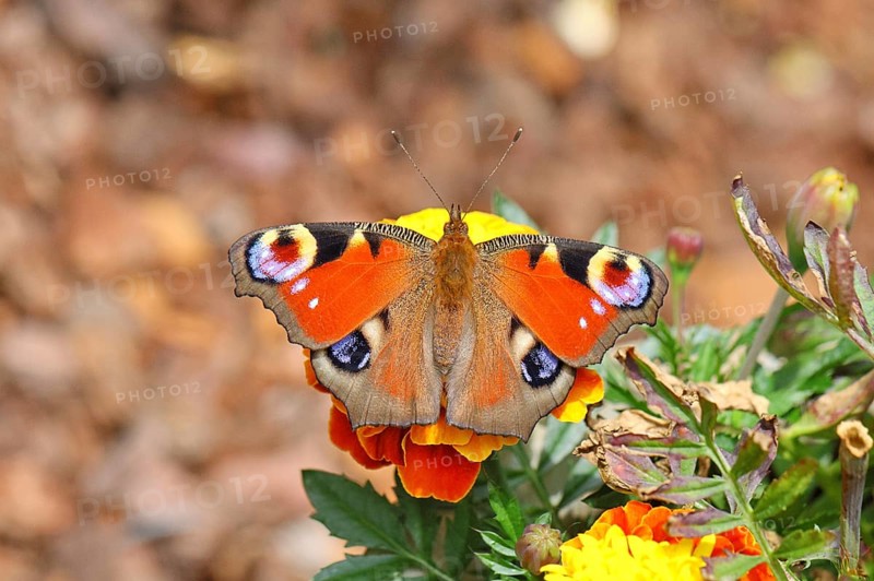 Peacock butterfly (Aglais io), on Tagetes erecta, Wilnsdorf, North Rhine-Westphalia, Germany